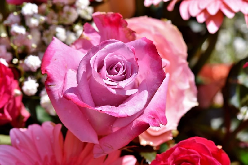 Romantic Garden